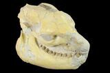 Fossil Oreodont (Merycoidodon) Skull - Wyoming #134350-4